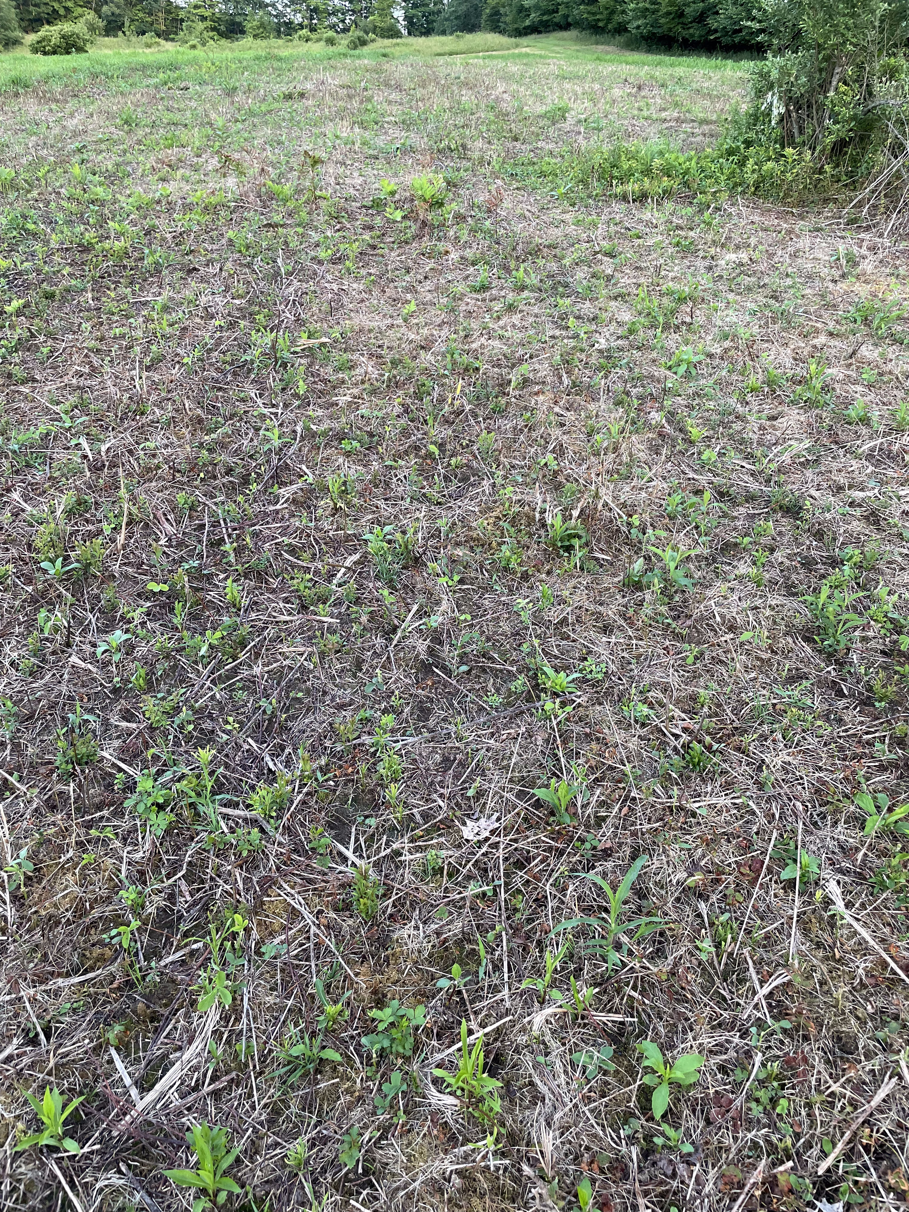Food Plots